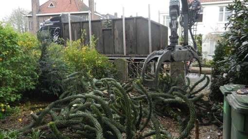 Bomen rooien Hoensbroek